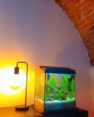 Acquario 40 litri + accessori