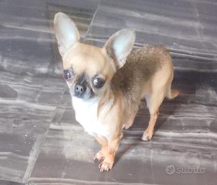 Czer chihuahua mini Toy