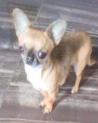 Czer chihuahua mini Toy