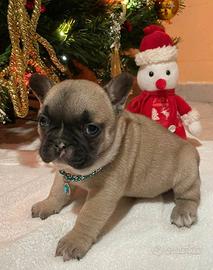 Femminuccia bulldog francese compatta