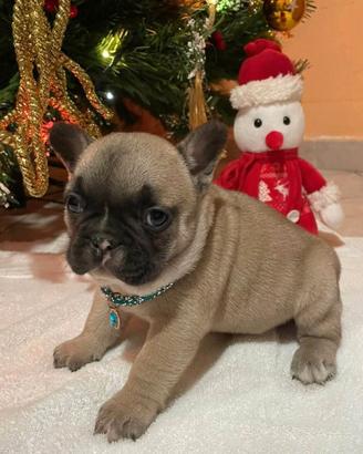 Femminuccia bulldog francese compatta