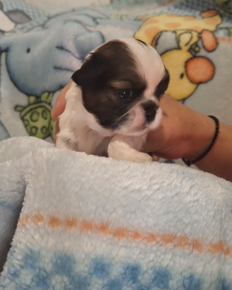Cuccioli Shitzu