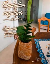 Piante succulente e grasse, Epiphyllum anguliger