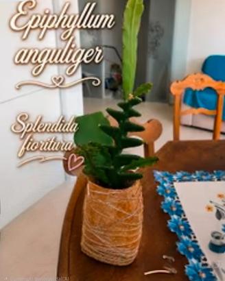 Piante succulente e grasse, Epiphyllum anguliger