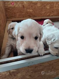 Cuccioli golden retriever inglesi