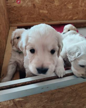 Cuccioli golden retriever inglesi