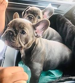 Cuccioli bulldog francesi blu maschi femmine