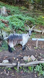 Capra orobica