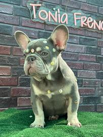Bulldog francese