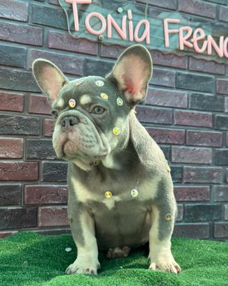 Bulldog francese