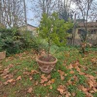 Sutri appartamento luminoso