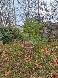 Sutri appartamento luminoso