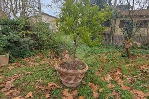 Sutri appartamento luminoso