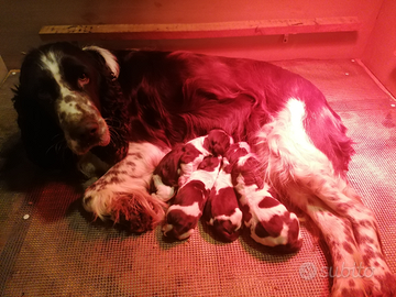 Cuccioli Springer Spaniel Inglese