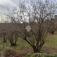 TER. AGRICOLO A SUTRI