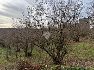 TER. AGRICOLO A SUTRI