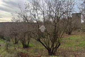 TER. AGRICOLO A SUTRI