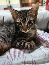 Gattino di tre mesi e mezzo in adozione