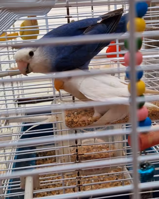 Inseparabili