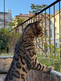 Bengala disponibile per monta