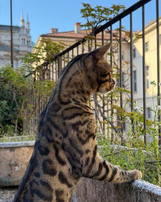 Bengala disponibile per monta
