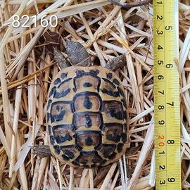 Testuggini di Hermann BABY cb 2024 (160; 359)