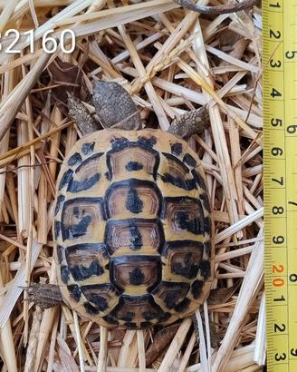 Testuggini di Hermann BABY cb 2024 (160; 359)