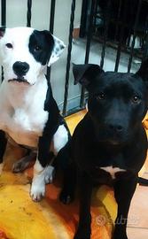 Cuccioli di Pitbull