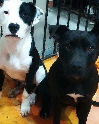 Cuccioli di Pitbull