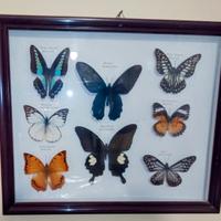 Collezione di farfalle
