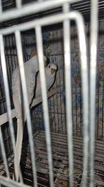 Cocorite ala merlata