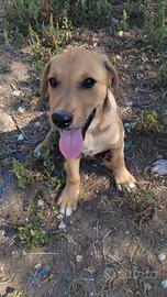 Cucciolo mix retriever