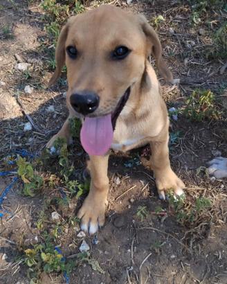 Cucciolo mix retriever