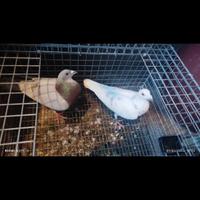 Piccioni viaggiatori