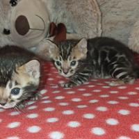 Cuccioli gatto Bengala