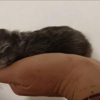 Cuccioli di gatto