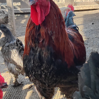 Marans gallo galline