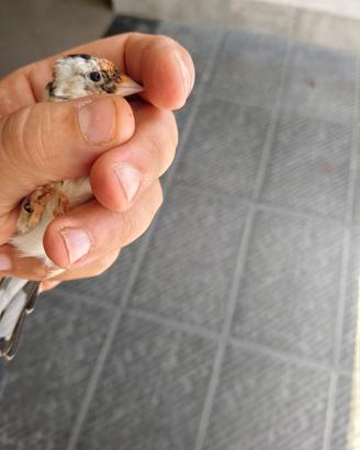 Cardellina