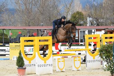 Cavallo salto a ostacoli