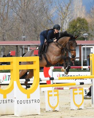 Cavallo salto a ostacoli