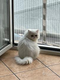 Gatto persiano