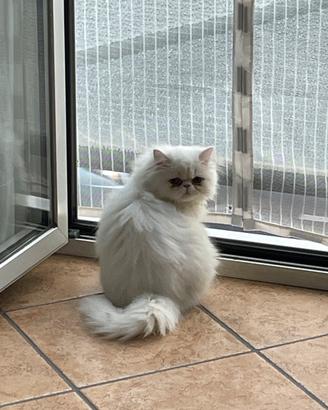 Gatto persiano