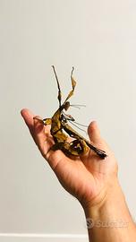 Insetto foglia secca - Extatosoma tiaratum