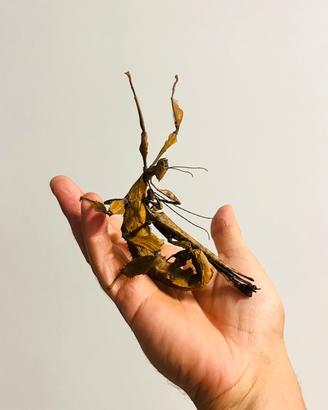 Insetto foglia secca - Extatosoma tiaratum