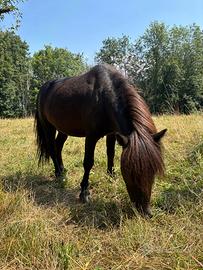Pony