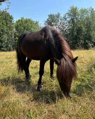 Pony