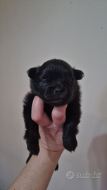 Chihuahua con pedigree