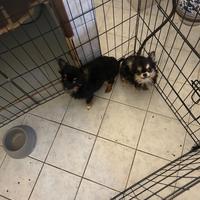 Cuccioli senza pedigree