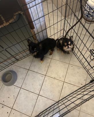 Cuccioli senza pedigree