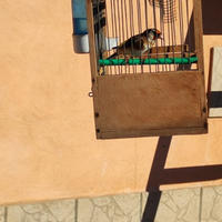 Coppia di cardellino x canarina